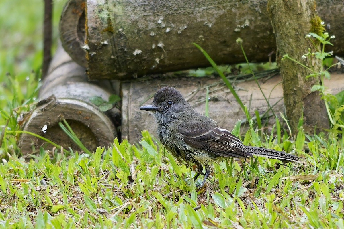 Apical Flycatcher - ML642516904