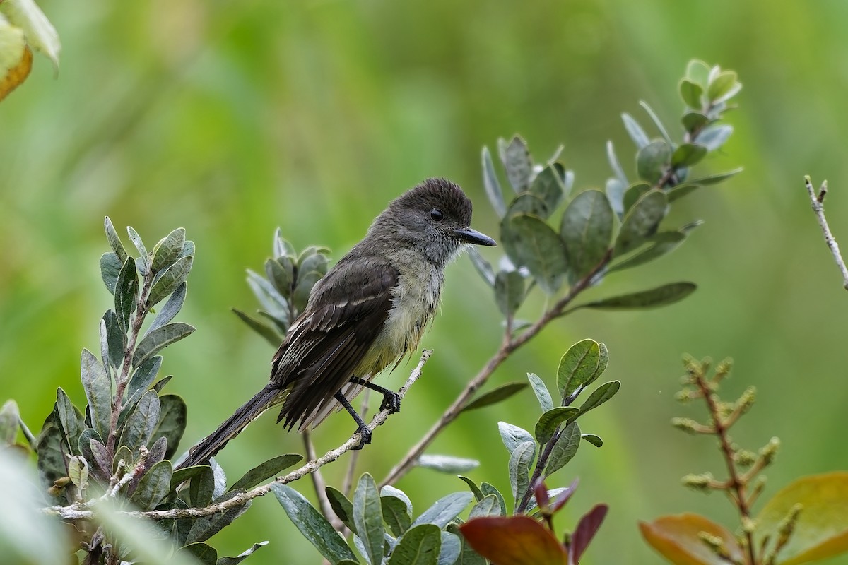 Apical Flycatcher - ML642516905