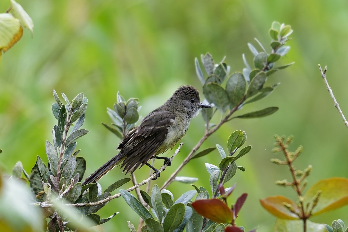 Apical Flycatcher - ML642516906