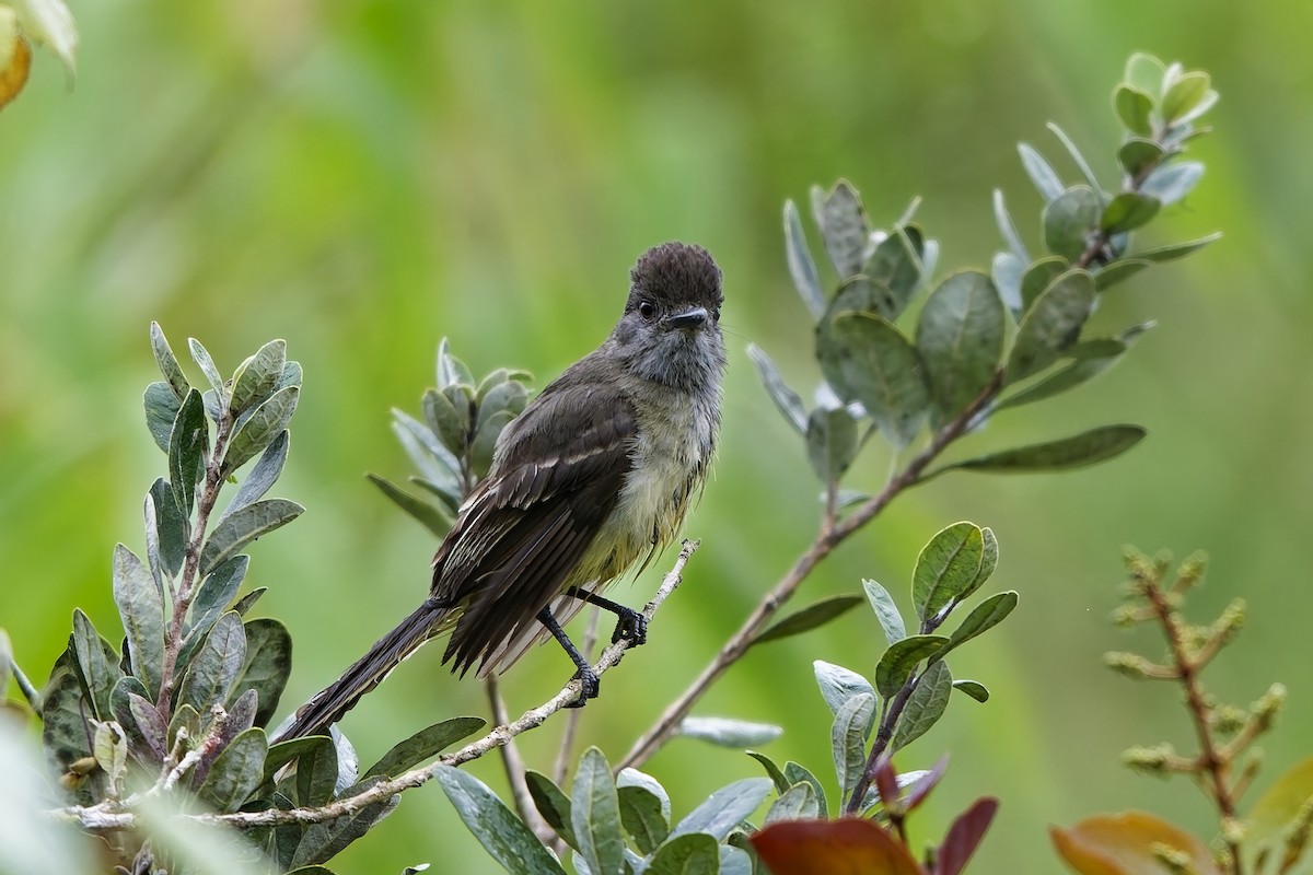 Apical Flycatcher - ML642516910