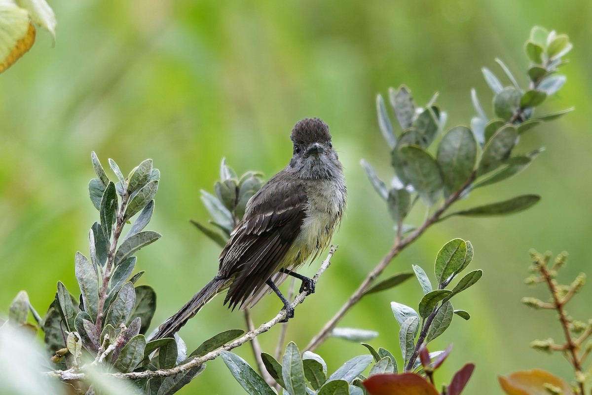 Apical Flycatcher - ML642516911