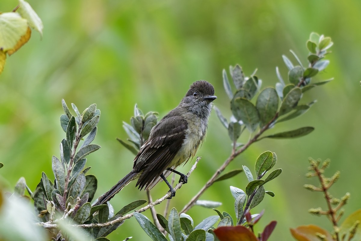 Apical Flycatcher - ML642516912