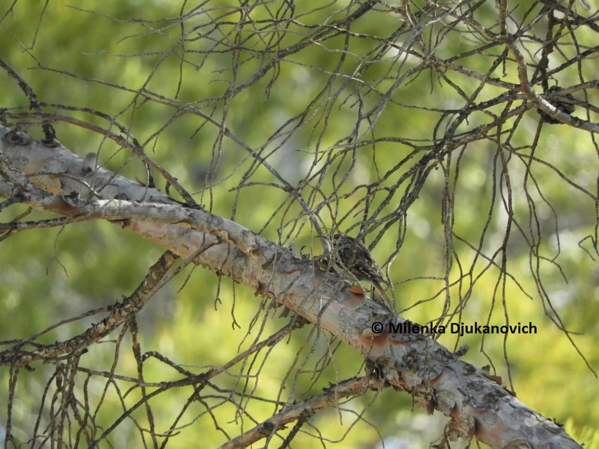 Short-toed Treecreeper - ML642516913