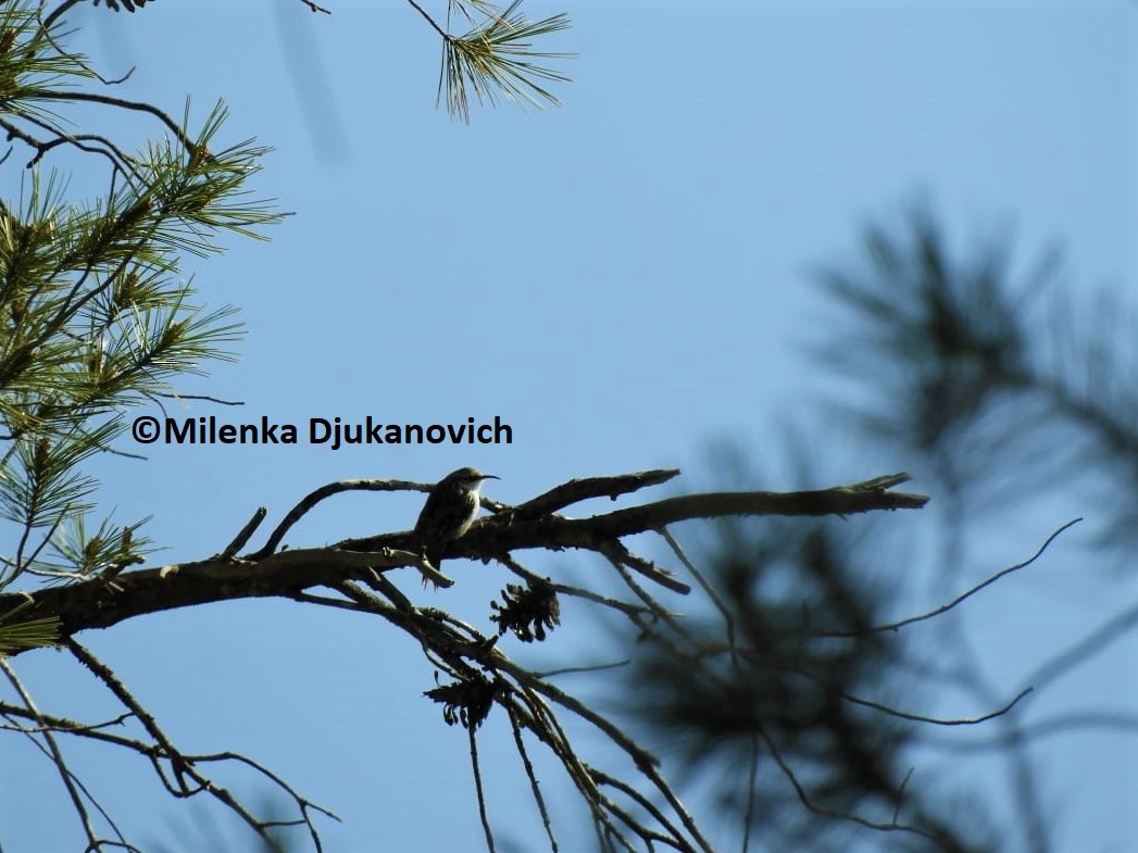 Short-toed Treecreeper - ML642516914