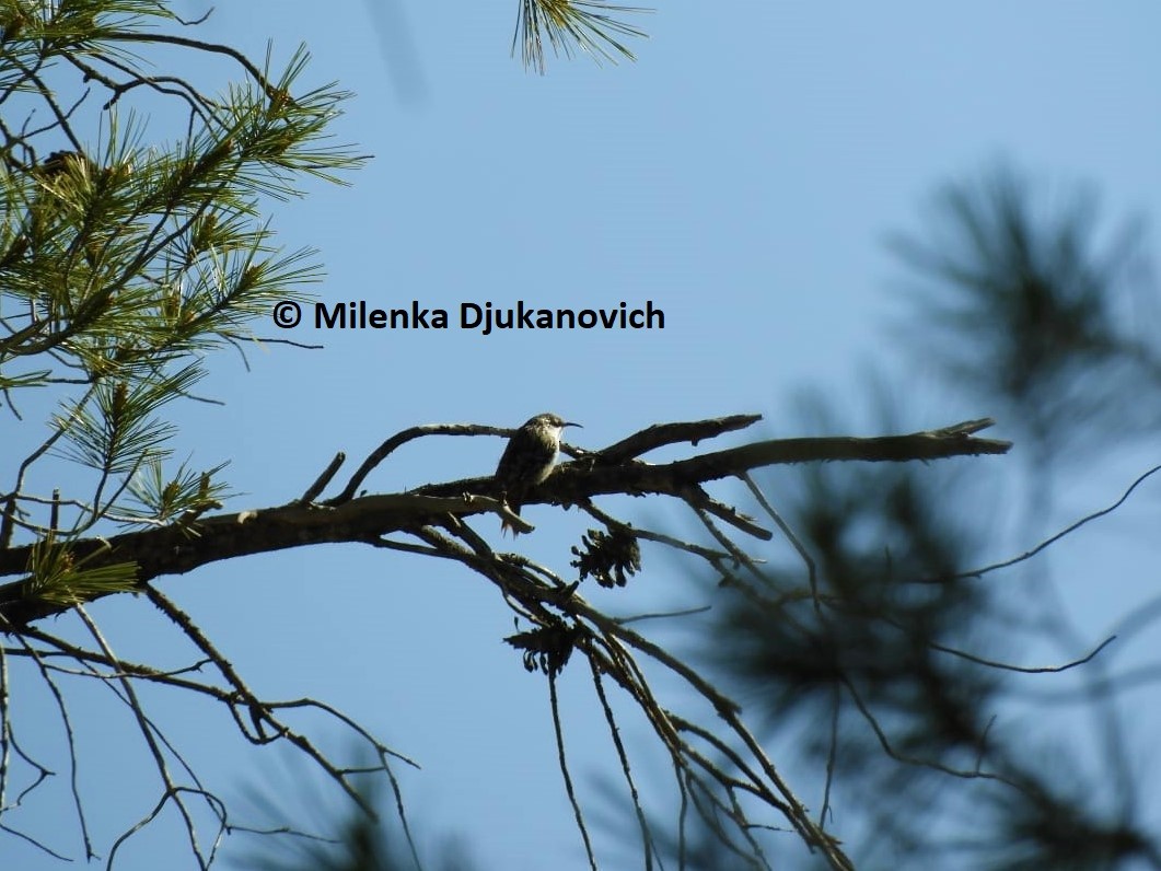 Short-toed Treecreeper - ML642516915