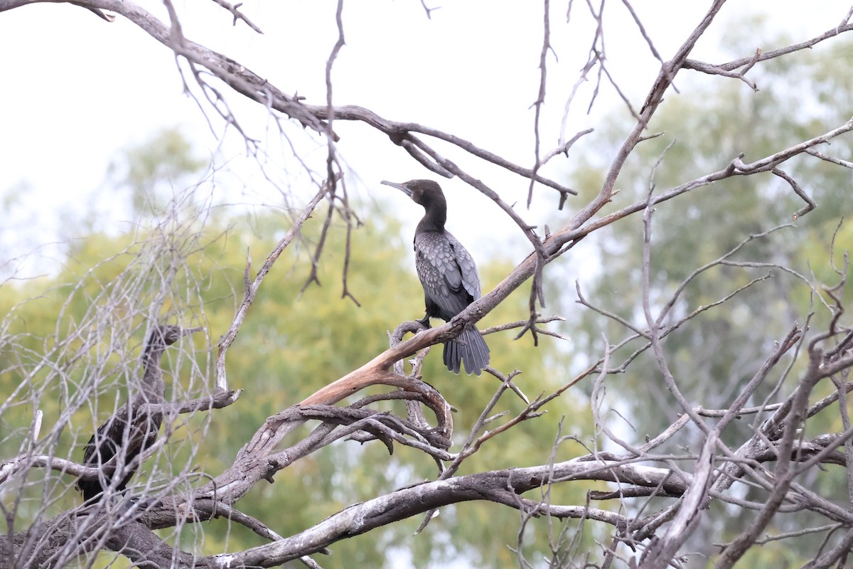 Little Black Cormorant - ML642516918