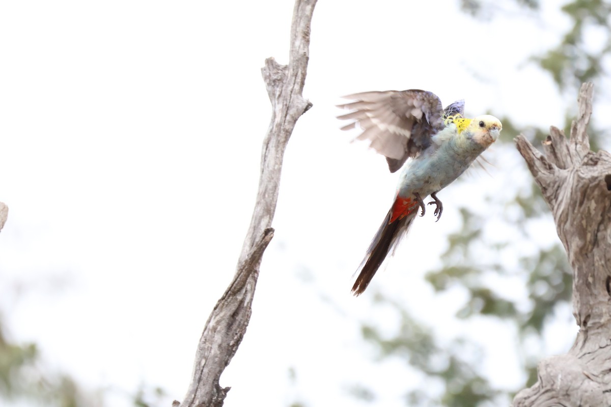 Pale-headed Rosella - ML642516921