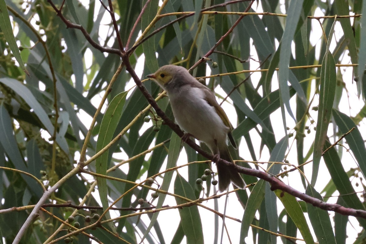 White-plumed Honeyeater - ML642516926