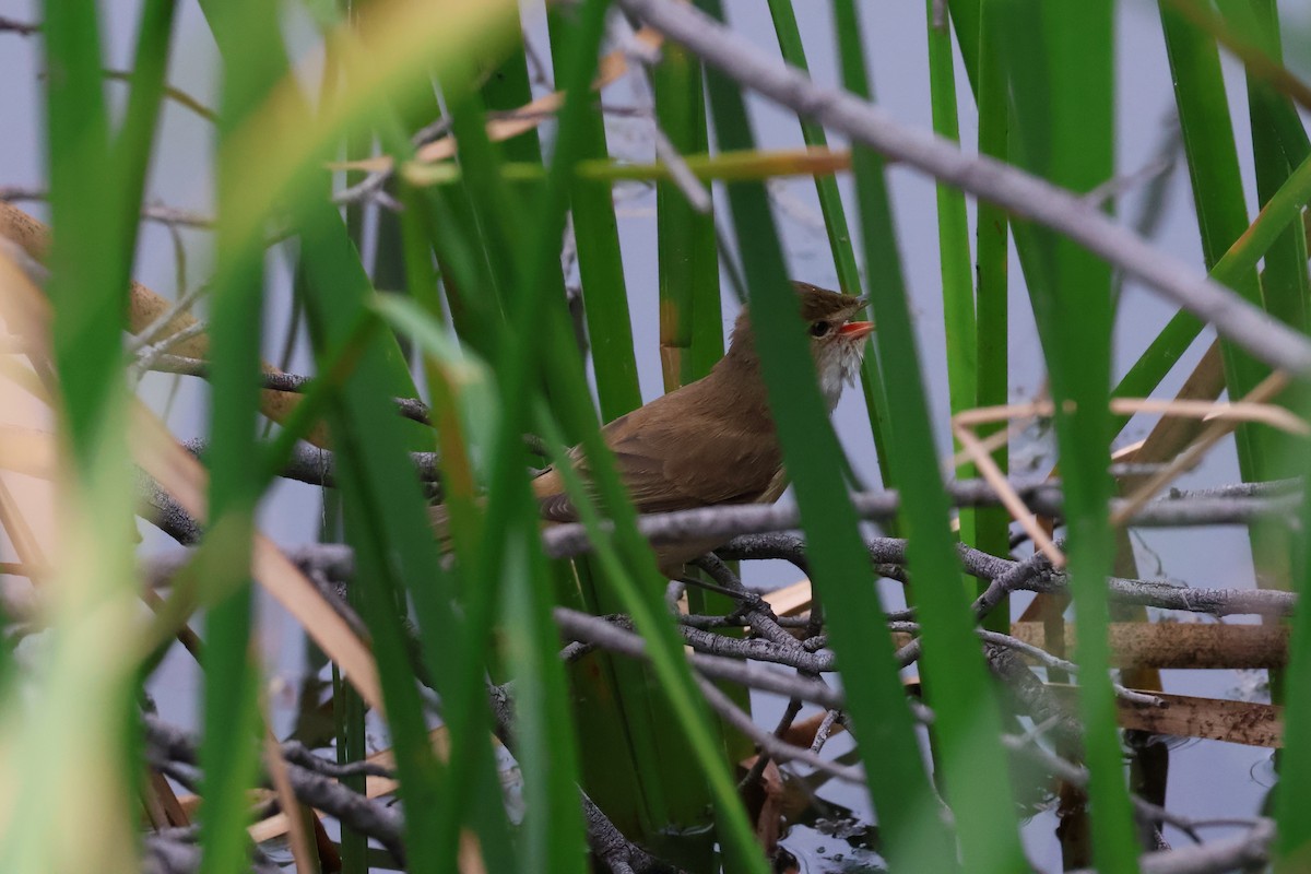 Australian Reed Warbler - ML642516928