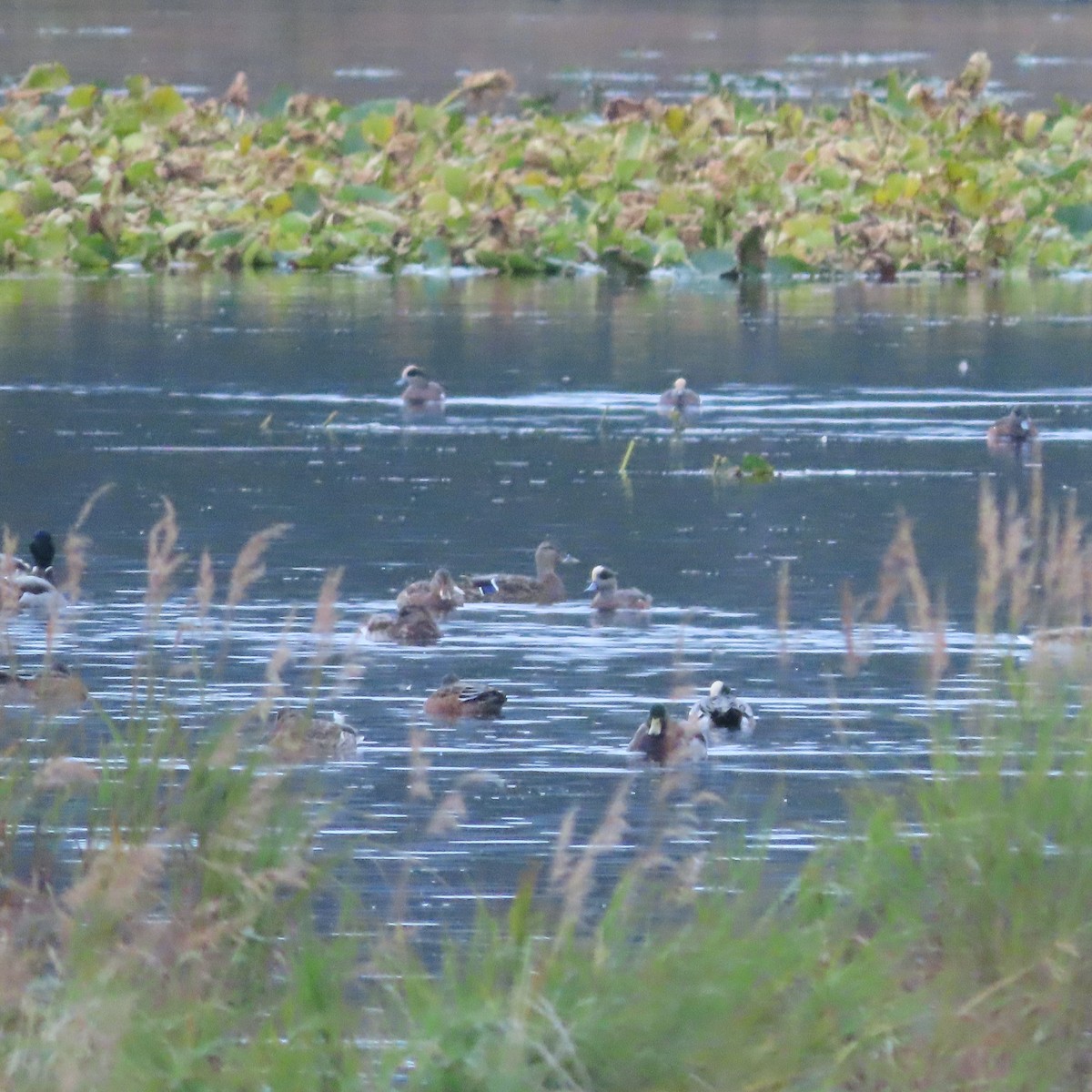 American Wigeon - ML642516929