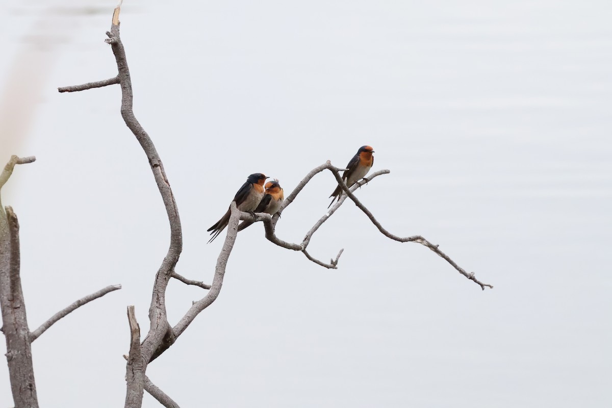 Welcome Swallow - ML642516930