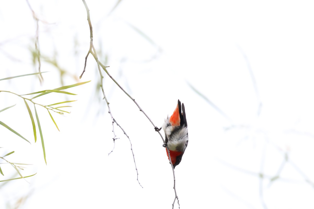 Mistletoebird - ML642516933