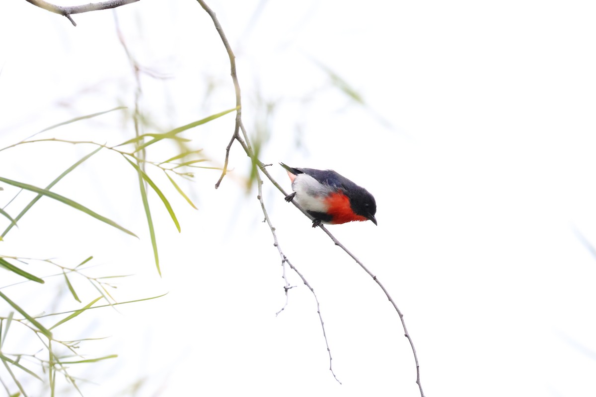 Mistletoebird - ML642516934