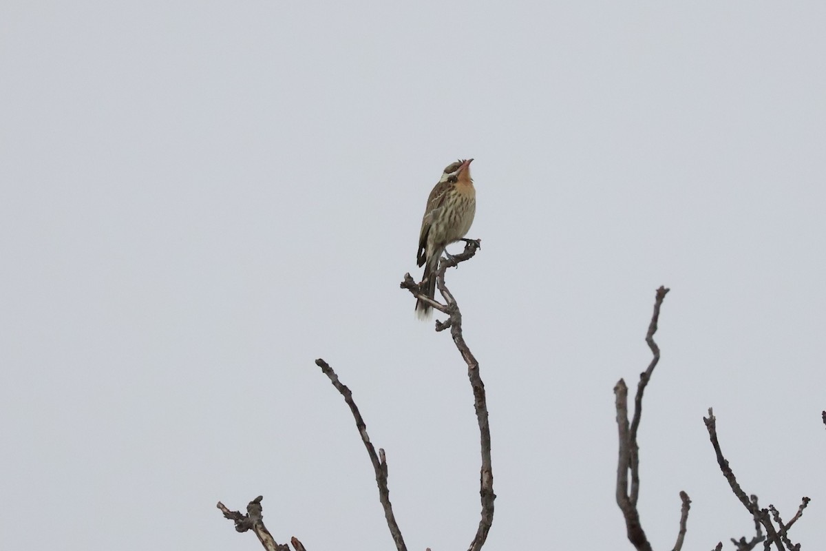 Spiny-cheeked Honeyeater - ML642516950