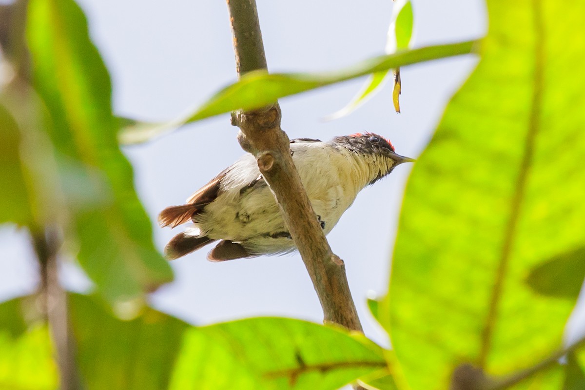Scarlet-backed Flowerpecker - ML642516959
