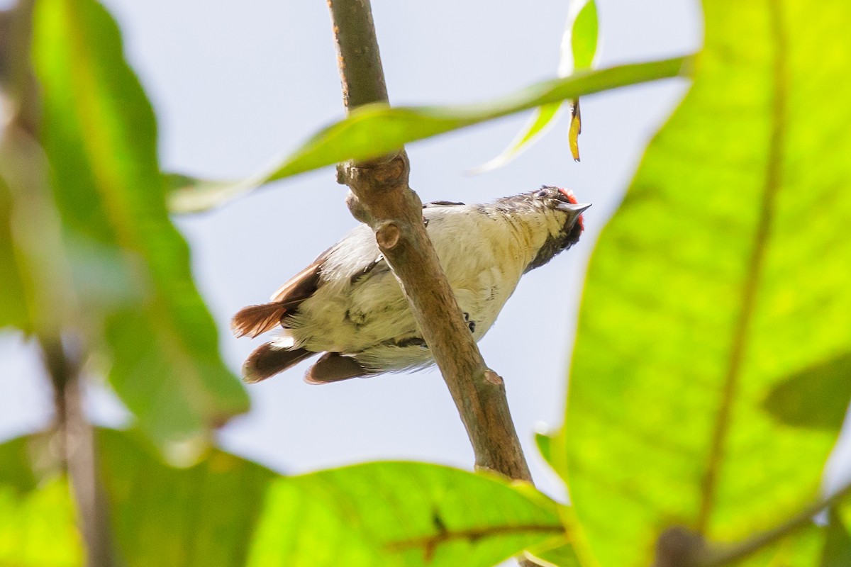 Scarlet-backed Flowerpecker - ML642516960