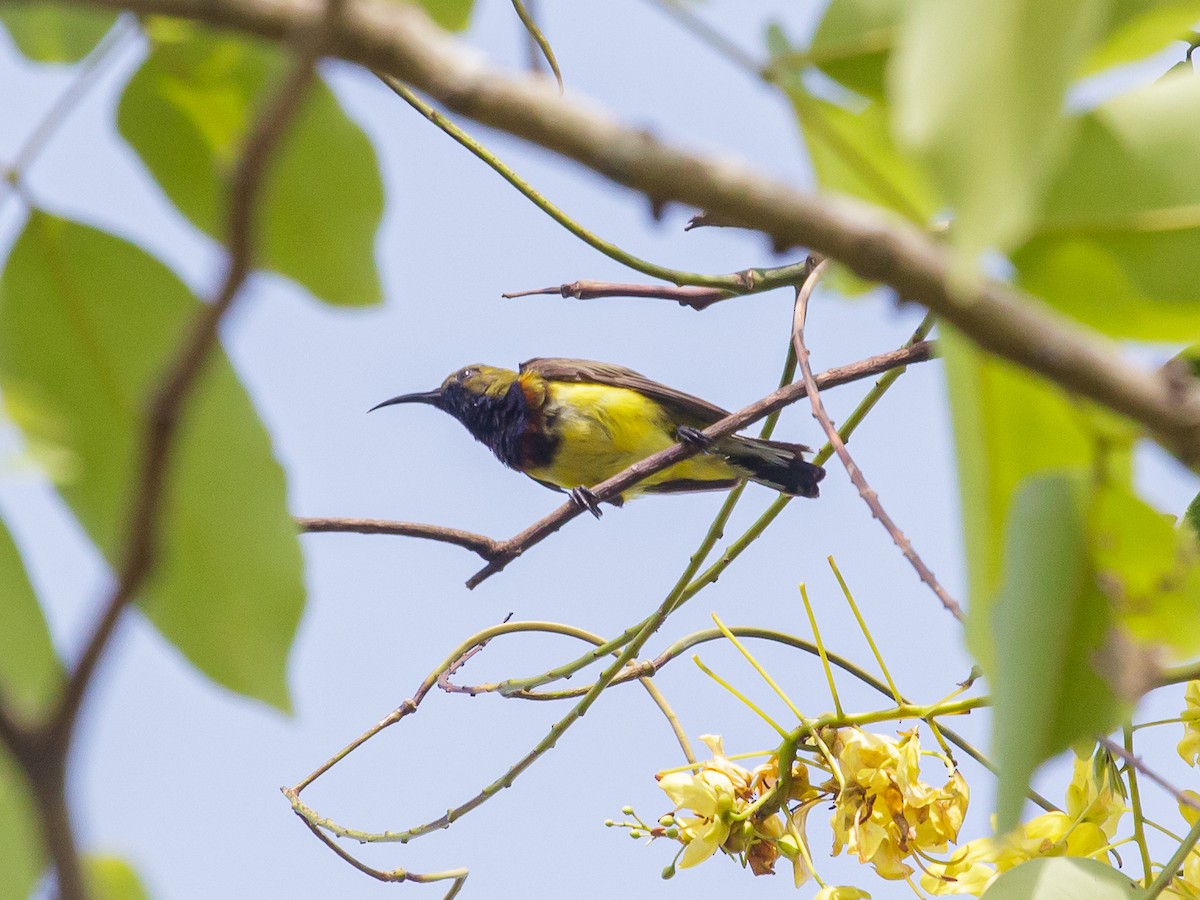 Ornate Sunbird - ML642516961