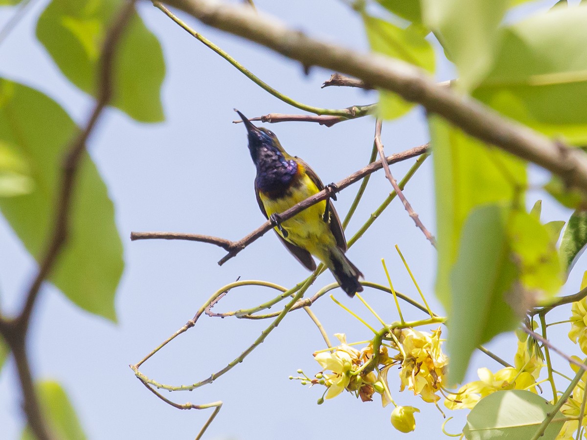 Ornate Sunbird - ML642516962
