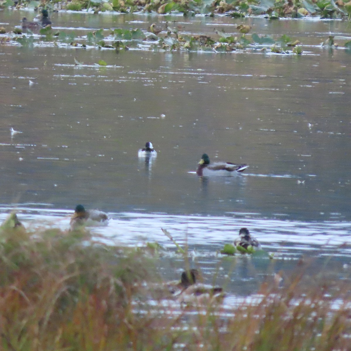 Bufflehead - ML642516975