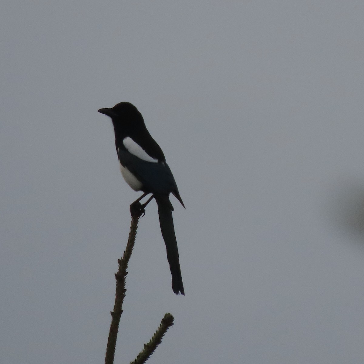 Black-billed Magpie - ML642516978