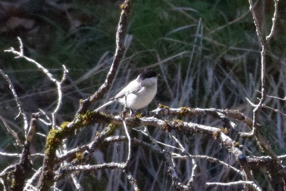 Kayın Baştankarası - ML642516997