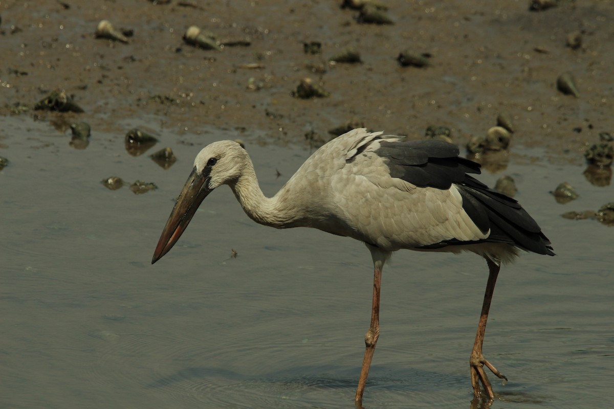 Asian Openbill - ML642517031