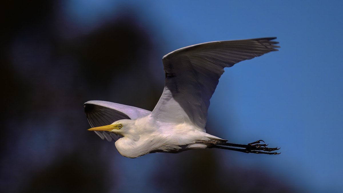 Plumed Egret - ML642517041