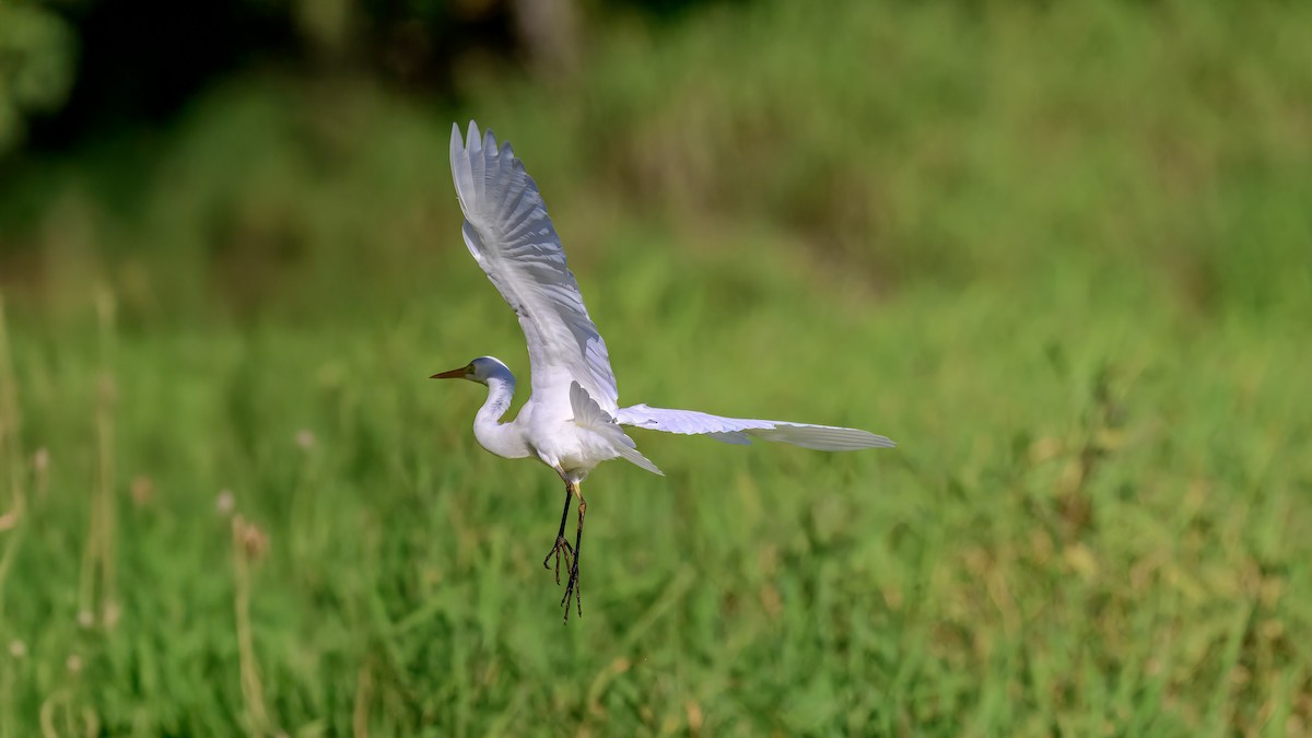 Plumed Egret - ML642517042