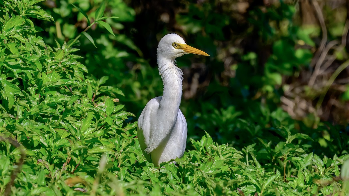 Plumed Egret - ML642517043
