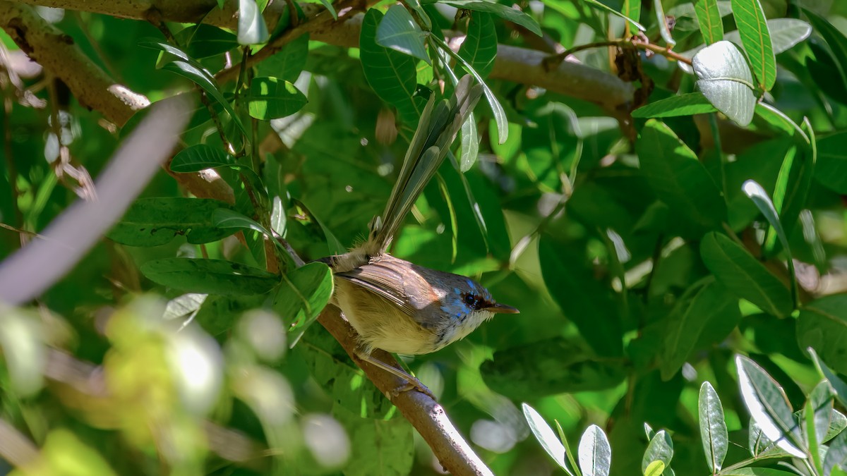 Variegated Fairywren - ML642517049