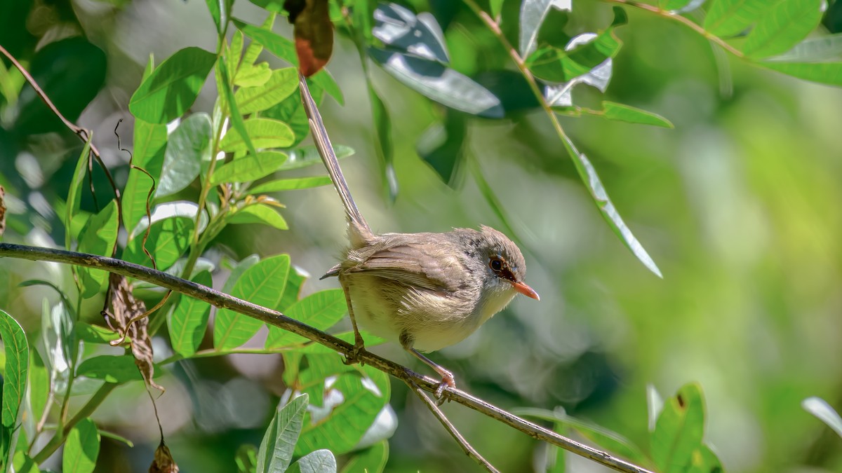 Variegated Fairywren - ML642517050