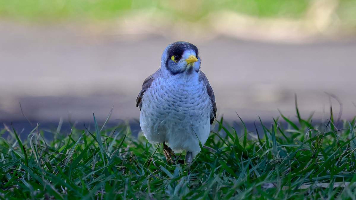 Noisy Miner - ML642517054