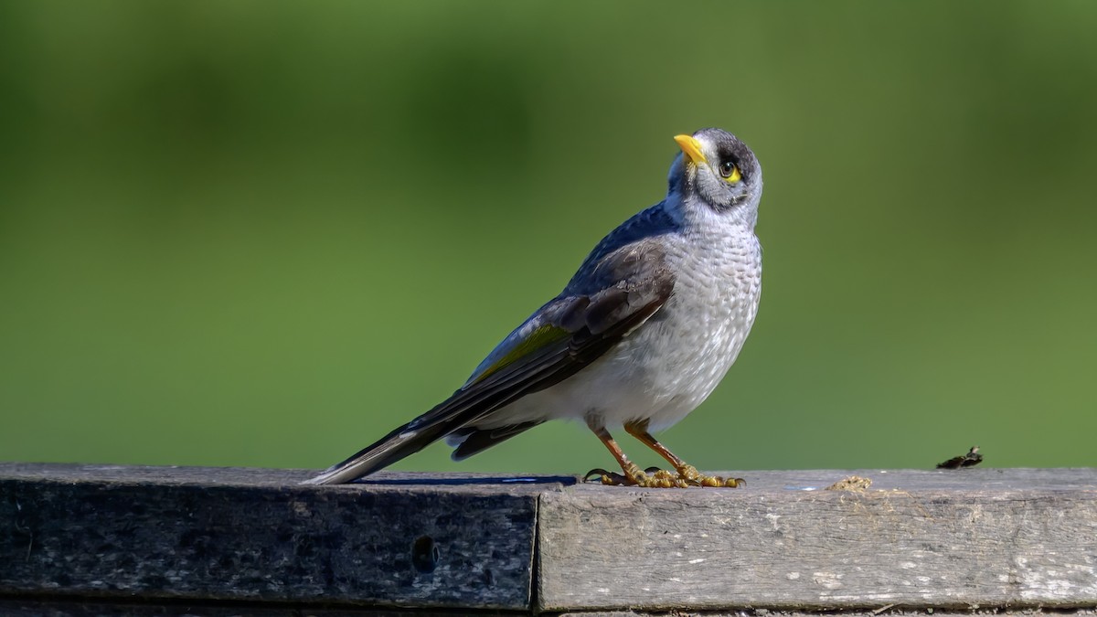 Noisy Miner - ML642517055