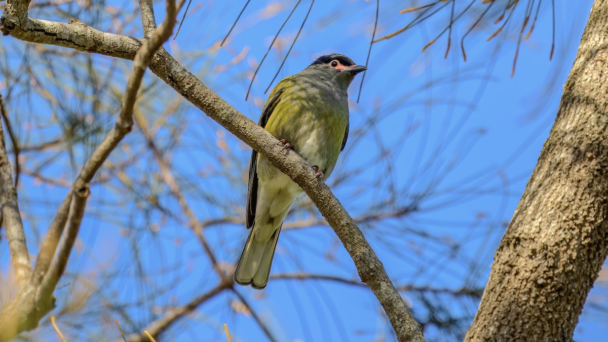 Australasian Figbird - ML642517057