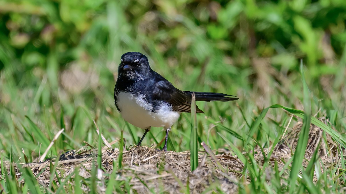 Willie-wagtail - ML642517060