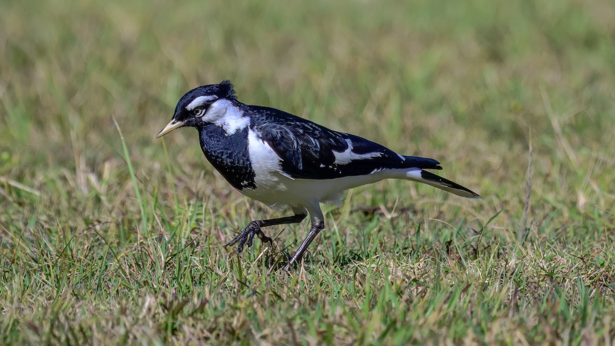 Magpie-lark - ML642517066