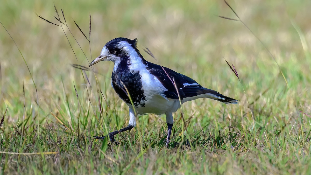 Magpie-lark - ML642517067