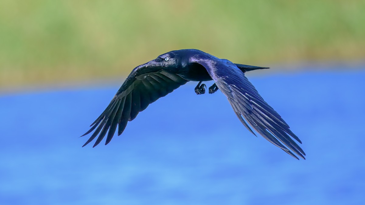 Torresian Crow - ML642517072