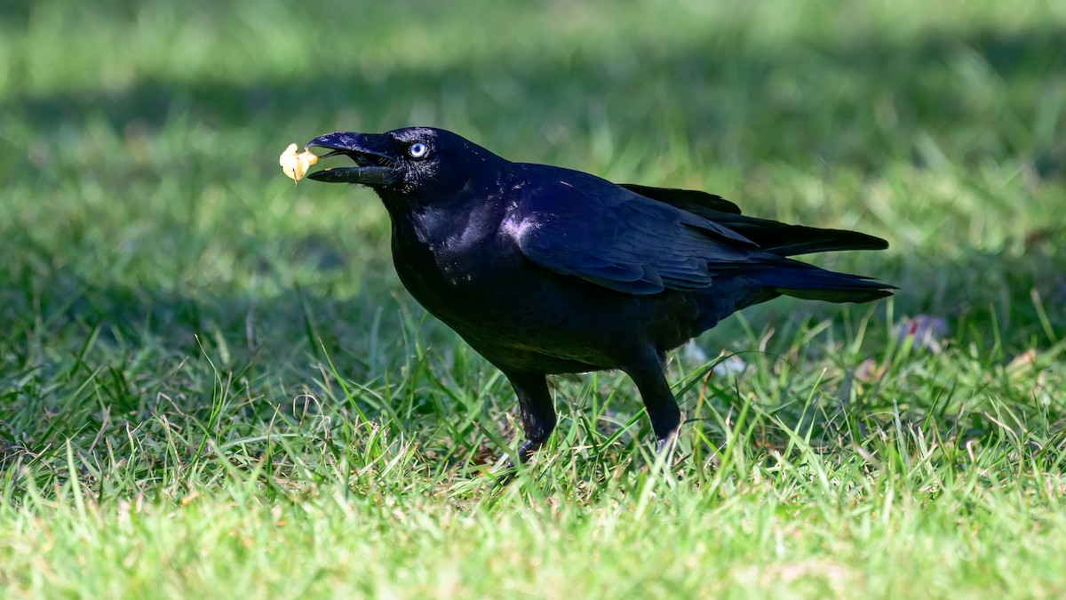 Torresian Crow - ML642517073