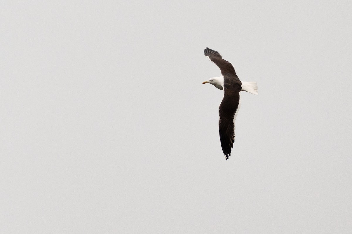 Lesser Black-backed Gull (fuscus) - ML642517077