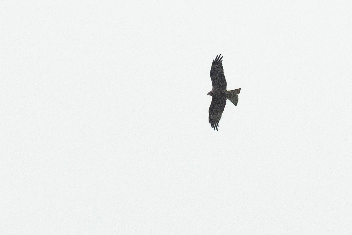 Kara Çaylak - ML642517082