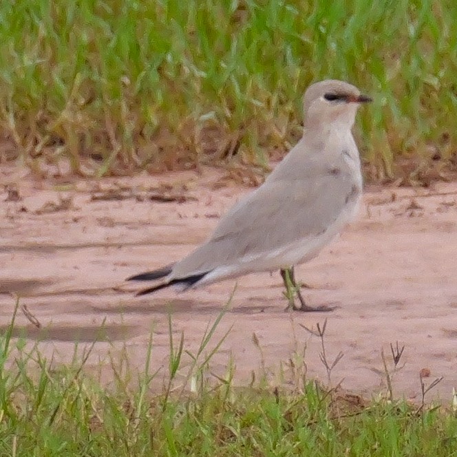 Small Pratincole - ML642517096