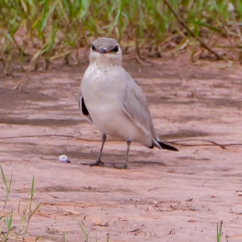Small Pratincole - ML642517097