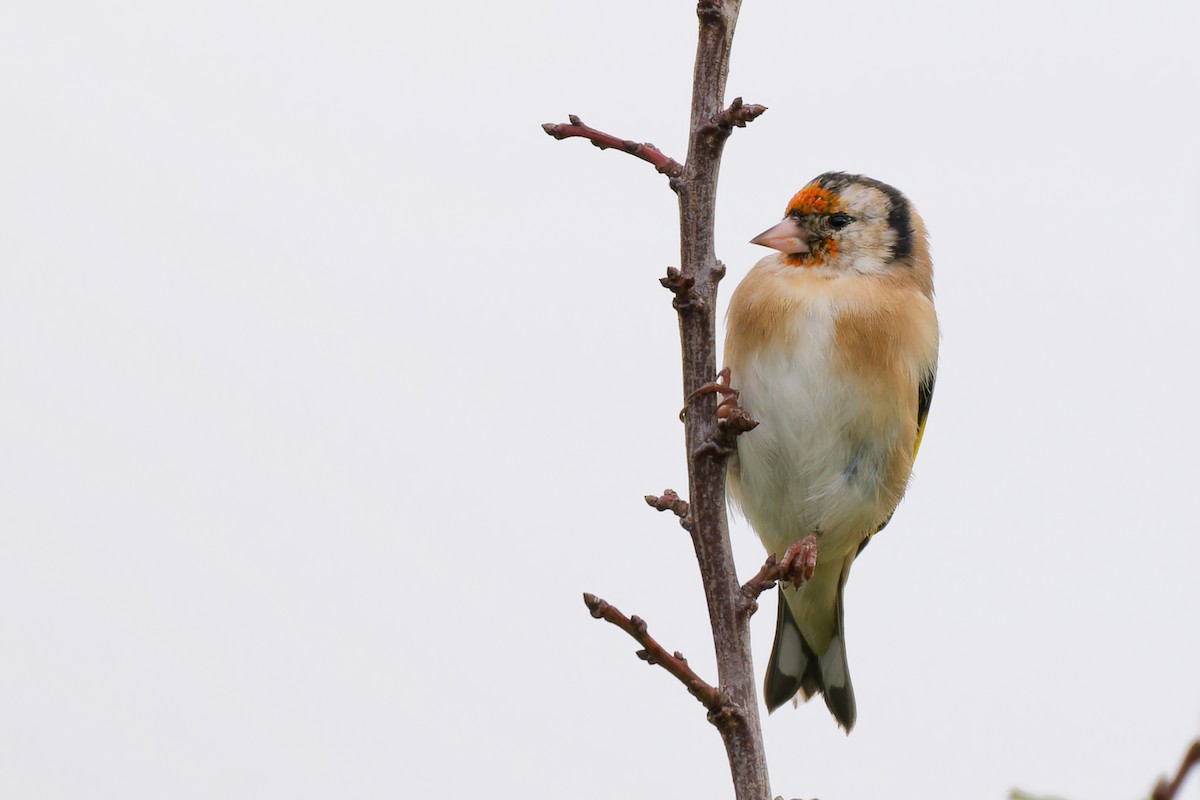 European Goldfinch - ML642517117