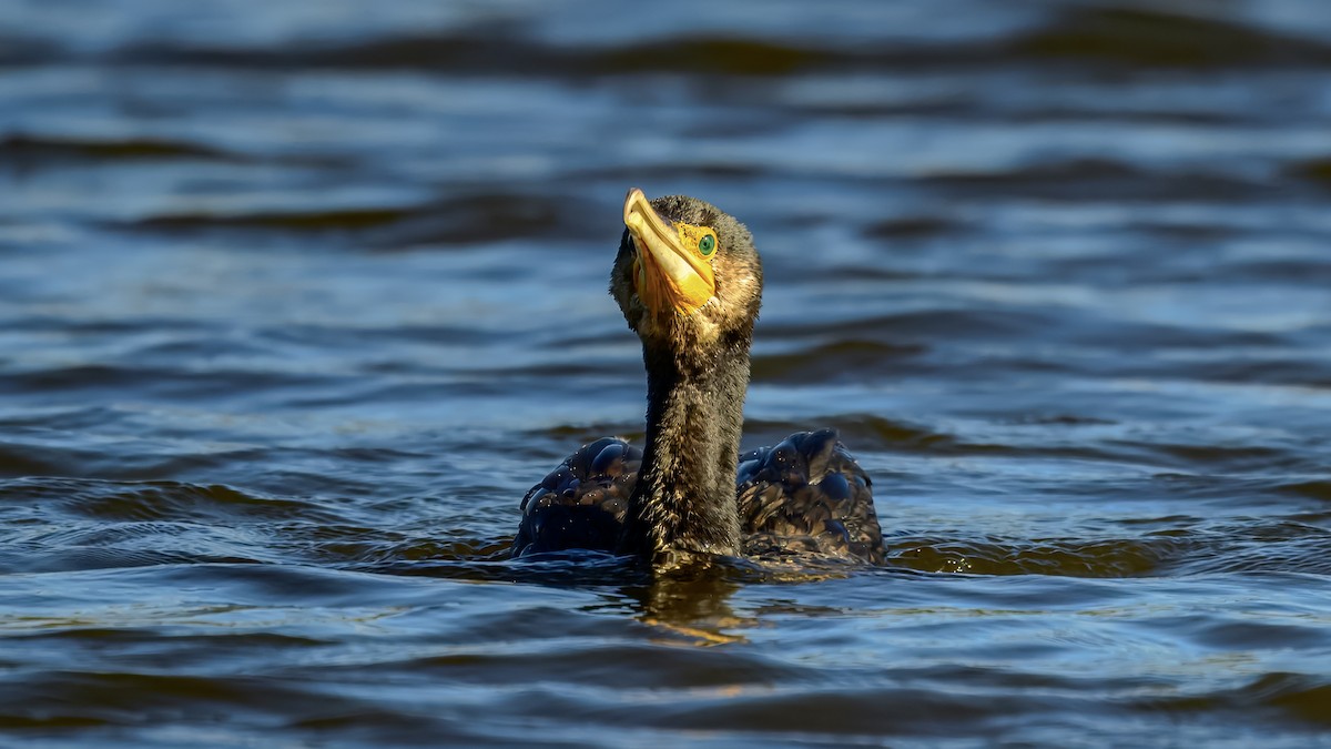 Great Cormorant - ML642517118