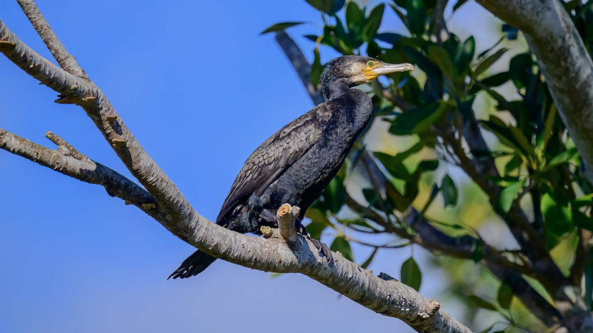 Great Cormorant - ML642517119