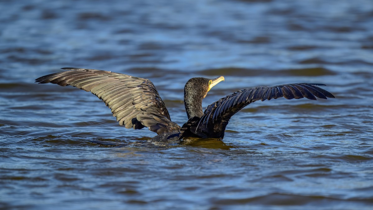 Great Cormorant - ML642517121