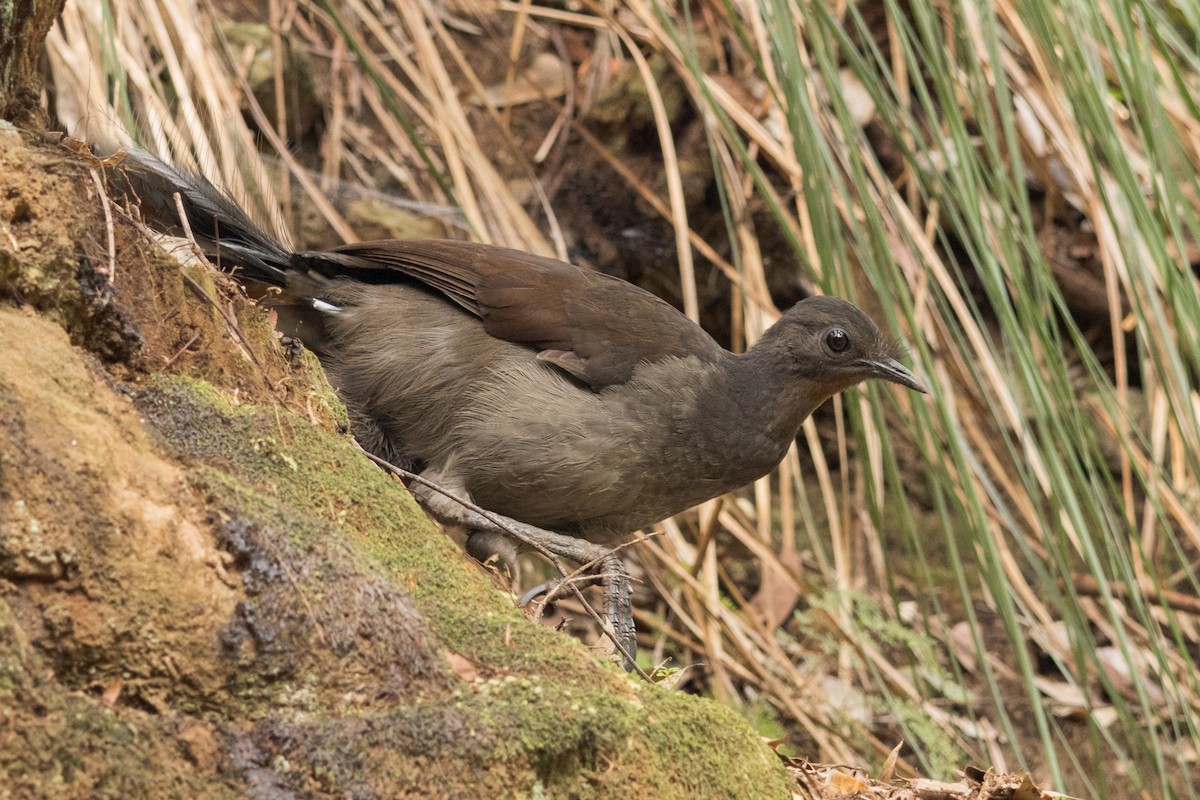 Superb Lyrebird - ML642517131
