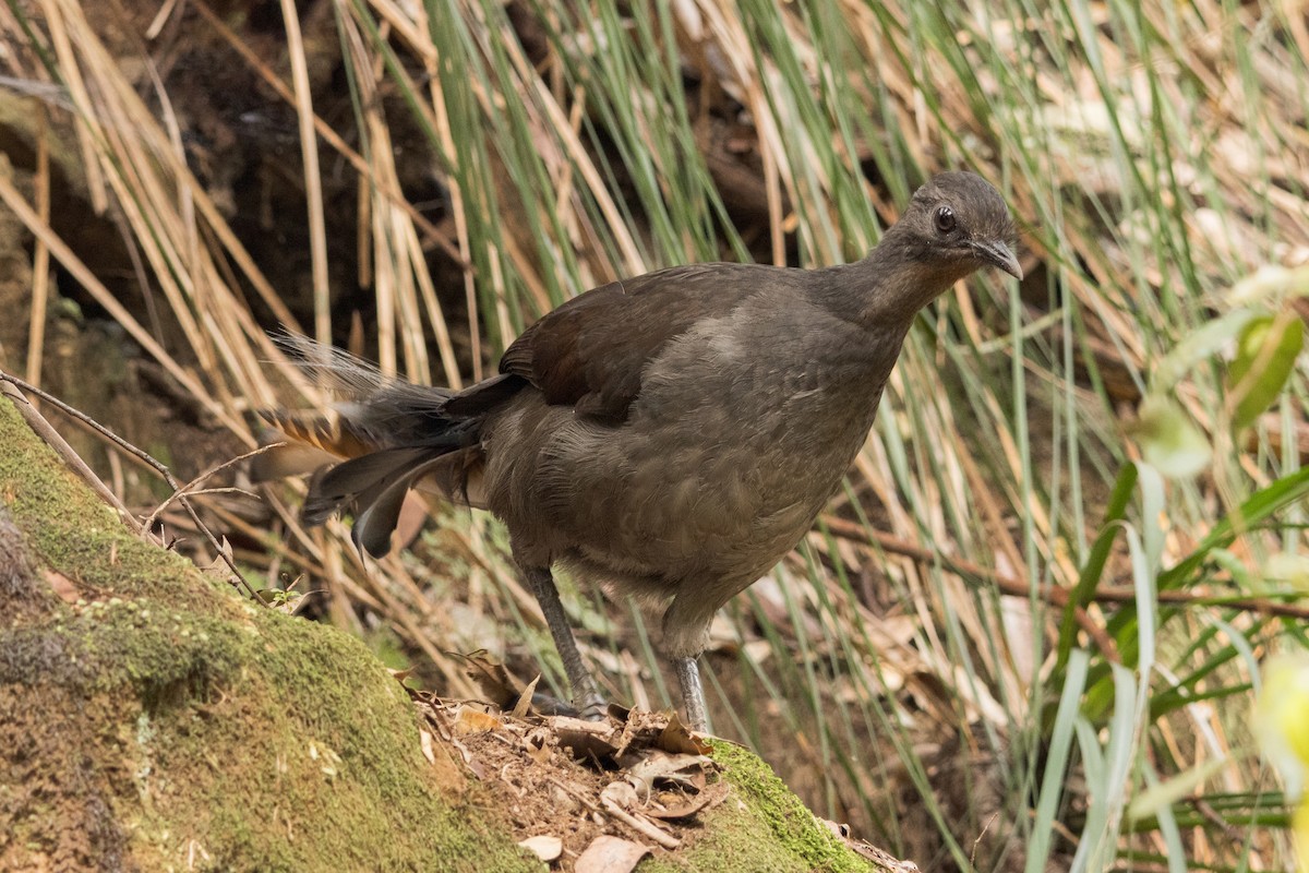 Superb Lyrebird - ML642517132