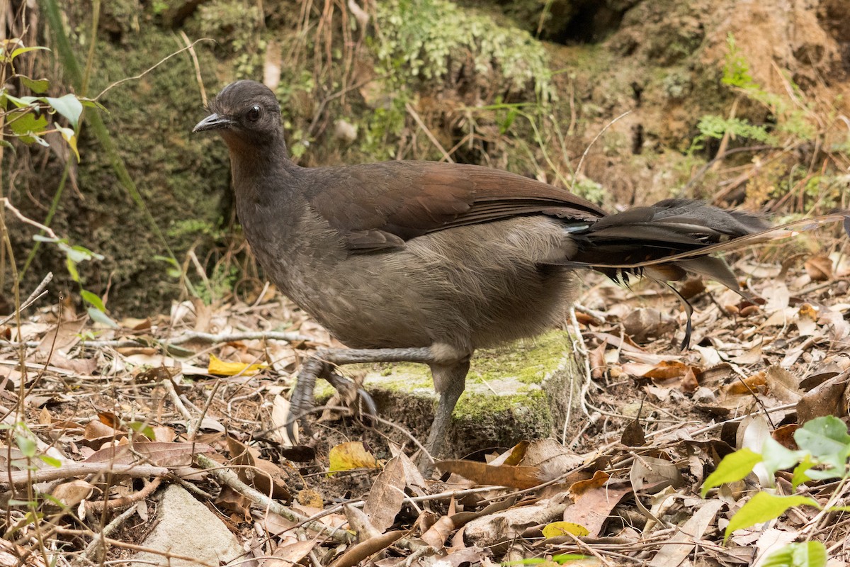 Superb Lyrebird - ML642517133